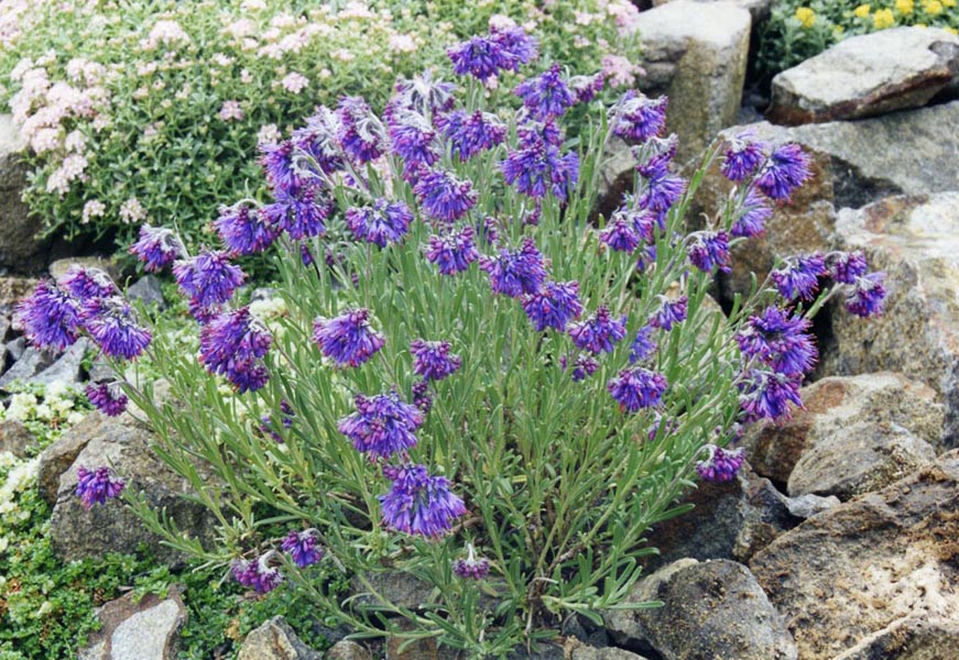 Molkia petraea photo